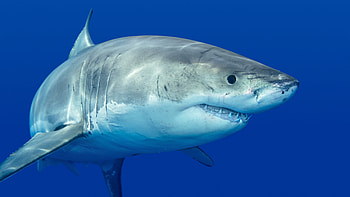 Great white, Sharks HD wallpaper