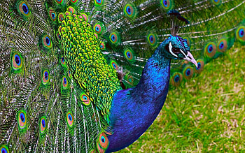 Peacock , Eye-catching plumage, Exotic bird, Nature's artwork HD wallpaper
