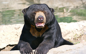 Animals, Muzzle, Bear, Breed, Nose HD wallpaper