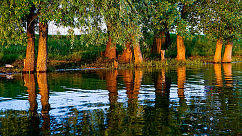 River, trees, reflection, water HD wallpaper