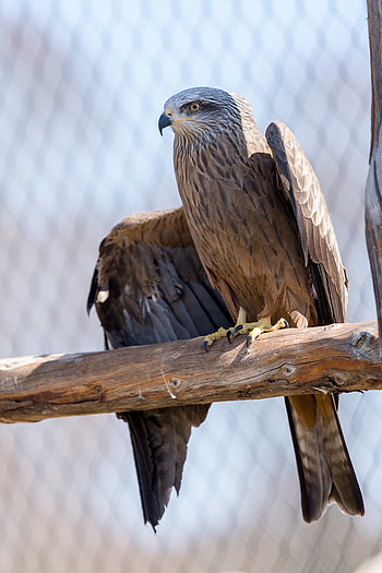 Beak, Animals, Bird, Wings, Eagle HD phone wallpaper