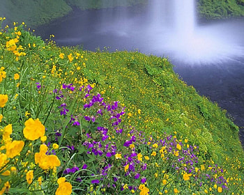Wildflowers, falls, flowers HD wallpaper
