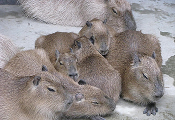 Siblings, Capybaras HD wallpaper