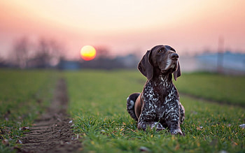 Sunset dog, dog, sweet, animal, dogs, cute, beautiful, puppys, puppy, pretty, animals, lovely HD wallpaper