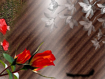 Red roses, flowers, roses HD wallpaper