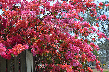 Bougainvillea, infection, thorny, vigorous, climber, thorn, stings, pest, garden, very large, gardening, large, bushy, standard, fast growing, pink, plant, red, nature, sharp, colourful HD wallpaper
