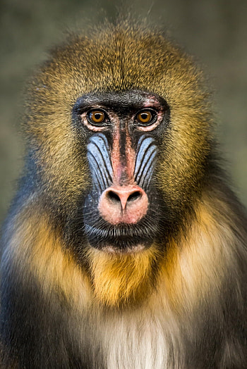Mandrill baboon, Animal faces, Artistic capture, Exquisite detail HD phone wallpaper