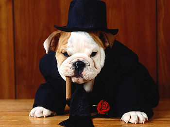 Gentleman dog, animal, dog, gentleman, tobacco, cute, friend, pet, hat HD wallpaper