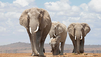 Elephants Calf Are Standing In White Clouds Blue Sky Background Elephant HD wallpaper