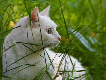 Animals, Cats HD wallpaper