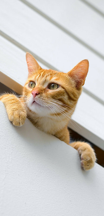 Curious cat, Orange kitten, Huawei P20 Pro HD phone wallpaper