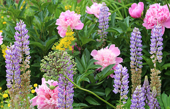 Lupines and Peonies, Peonie, Lupine, Flower, pretty HD wallpaper