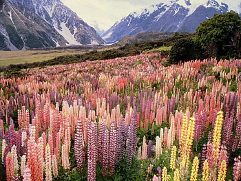 Wild Lupine Mountain, field, lupine, flowers, wild, mountain HD wallpaper