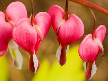 red seeds, garden, flowers, seeds, red HD wallpaper