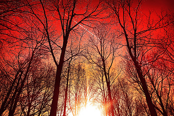 Trees Silhouette Sky , trees, silhouette, sky, nature HD wallpaper