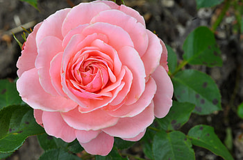 Flowers, Flower, Rose Flower, Rose, Petals, Bud HD wallpaper