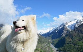 Animals, Background, Fluffy, Dog, Language, Tongue HD wallpaper