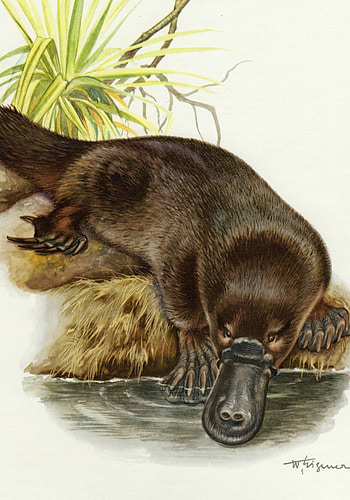 Platypus, Vintage lithograph, Zoological art, Classic illustration HD phone wallpaper