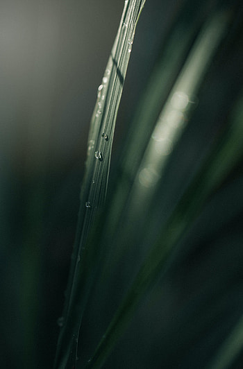 Drew drops, green grass, leaf, portrait HD phone wallpaper