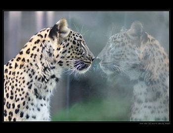 Mirror , mirror reflection, leopard HD wallpaper