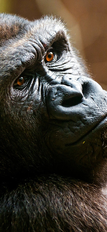 Ape close-up, Face portrait, for , R. I. P Harambe HD phone wallpaper