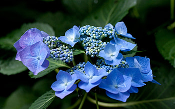 Plants, Flowers HD wallpaper