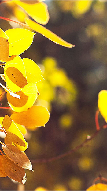 Yellow Leaves, nature HD phone wallpaper