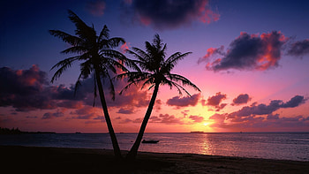 Sunset hues, Palm tree silhouettes, Tranquil setting, Tropical paradise HD wallpaper