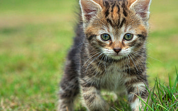 Animals, Grass, Kitty, Kitten, Sight, Opinion, Stroll, Kid, Tot HD wallpaper