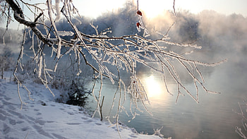 Cold snap, winter, frost, white, cold, lake, branch, pretty, nature, water, ice HD wallpaper