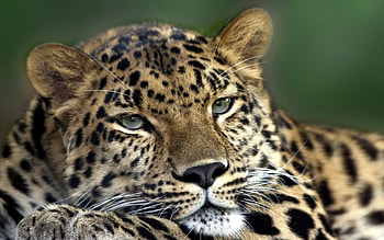 Animals, Leopards HD wallpaper