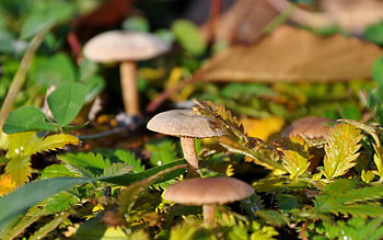 Grass, Leaves, Mashrooms, Drops, Macro, Dew HD wallpaper