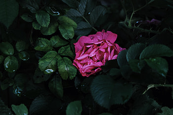 Flowers, Pink, Drops, Bush, Flower, Flora HD wallpaper