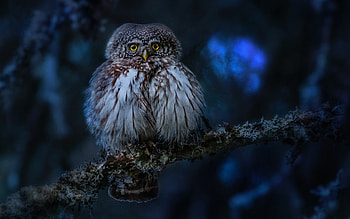 Owl, branch, animal, bird HD wallpaper