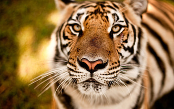 Tiger, animal, fur, yellow eyes, design, whisker, ears, cat HD wallpaper