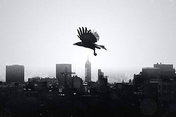 Animals, City, Bird, Flight, Bw, Chb, Raven HD wallpaper