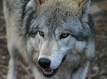 Animals, Muzzle, Predator, Wolf, Sight, Opinion HD wallpaper