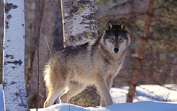 Animals, Wolfs HD wallpaper