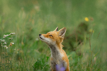 Fox Wild Field , fox, wild, animals HD wallpaper