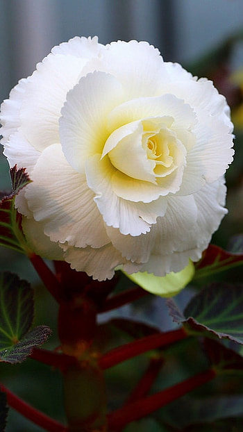 Begonia, White Flower HD phone wallpaper