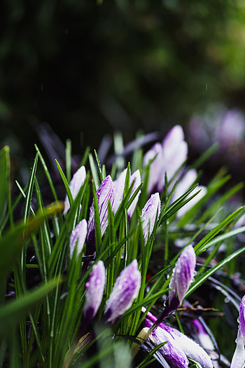 Flowers, Grass, Bloom, Flowering, Spring HD phone wallpaper