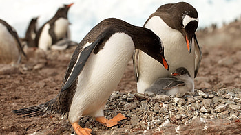 Antarctic continent, Penguin paradise, Kde store, Penguin exploration HD wallpaper