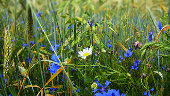 Nature, Flowers, Grass, Wildflowers HD wallpaper