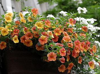 Flowers, Handsomely, It's Beautiful, Pots, Plant Pot, Petunia HD wallpaper
