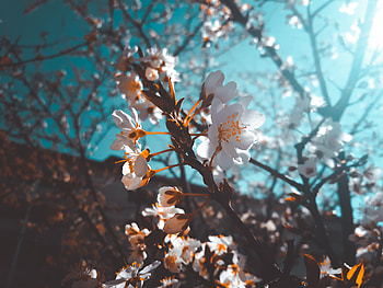 Bloom, Flowers, Sakura, Macro, Flowering HD wallpaper