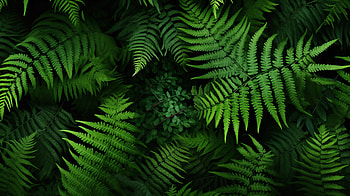 Lush Green Fern Forest, plant, nature, fern HD wallpaper