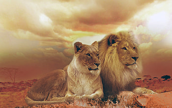 Powerful Lion for Your HD wallpaper