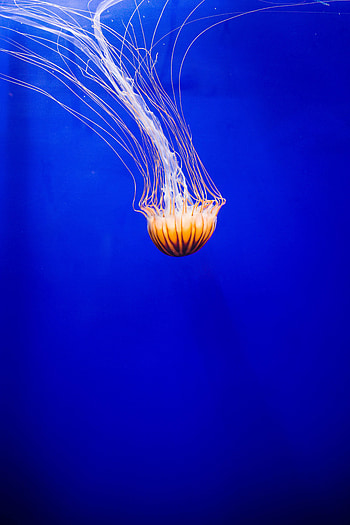 Animals, Water, Jellyfish, Beautiful, Underwater World, Tentacle HD phone wallpaper