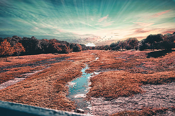 Nature, Birds, Trees, Grass, Field HD wallpaper