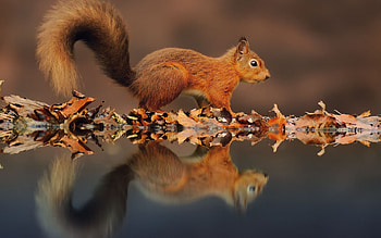 Animals, Squirrel HD wallpaper